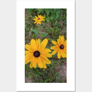 Daisy Posters and Art